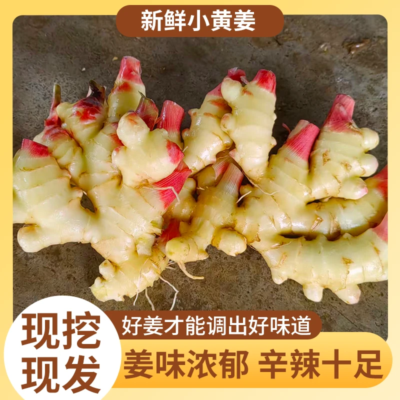 新鲜小黄姜3斤下单现挖姜味辛辣浓郁基地直发个大肉厚佐料调味料