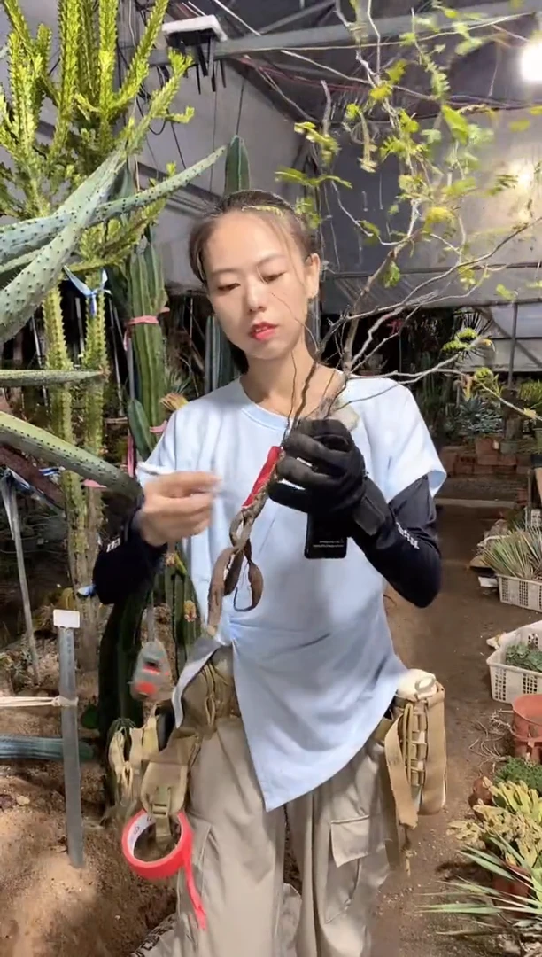 又**木8936 一物一拍