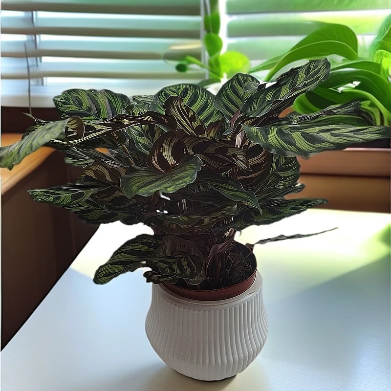 孔雀竹芋土培植物室内家居绿植盆栽好养护美观彩色营养土