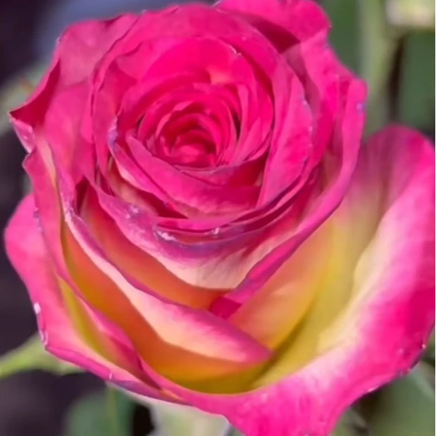 裸根修剪发货 挪威森林 国内自育复色切花 抗病耐开耐热 灌木