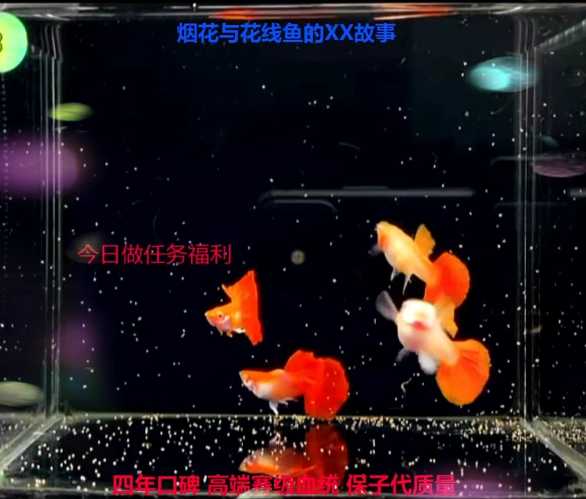 孔雀鱼森*球基因褶扇白子1对加备损