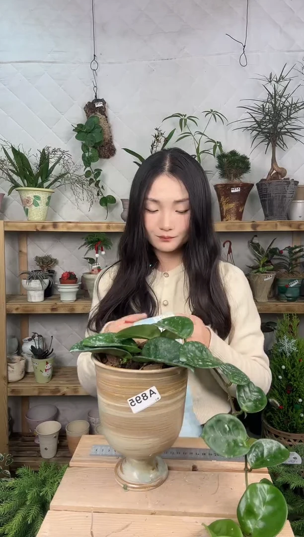 无花朵克林顿球兰加盆一套895