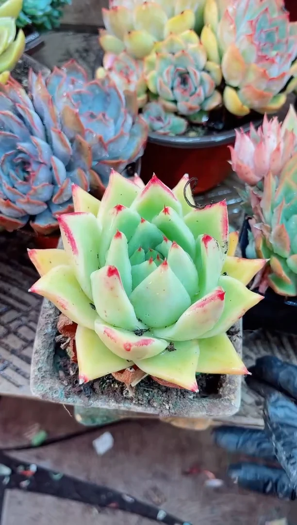 沉*15061多肉植物一物一拍