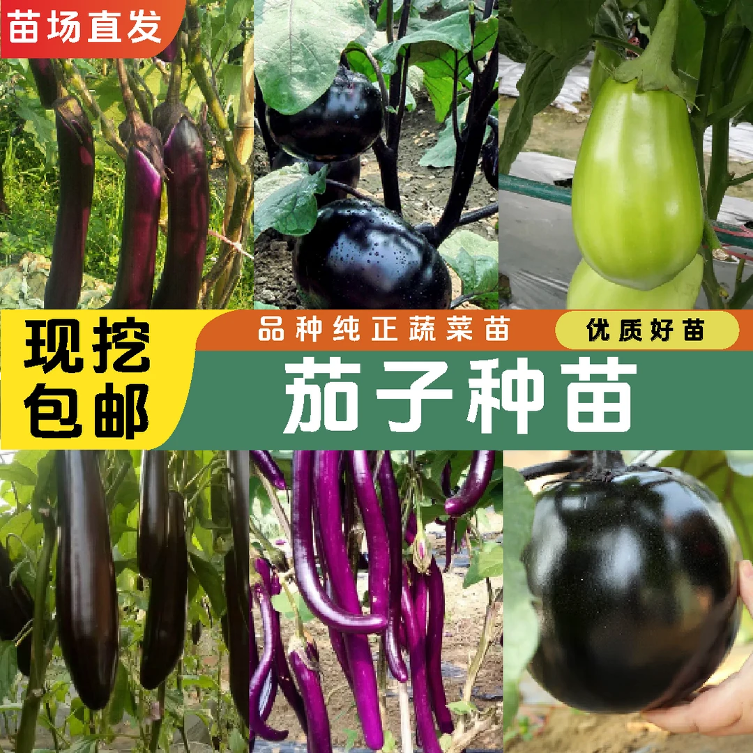 【茄子苗】茄子苗线茄秧苗紫龙长茄苗基地直发全国四季高品质高产