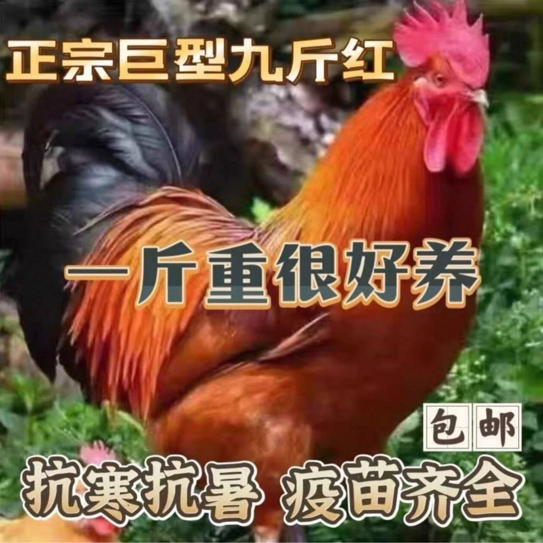【大种九斤红】买5送1包邮到家（保险5只）
