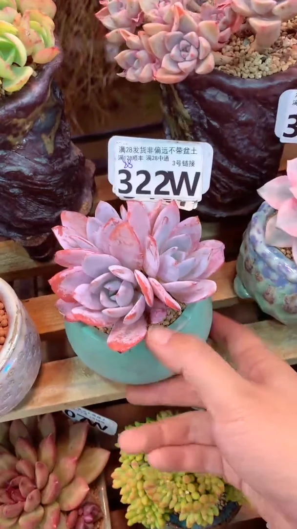 y****凉322W（一物一拍实付满28发货，默认不带盆土）