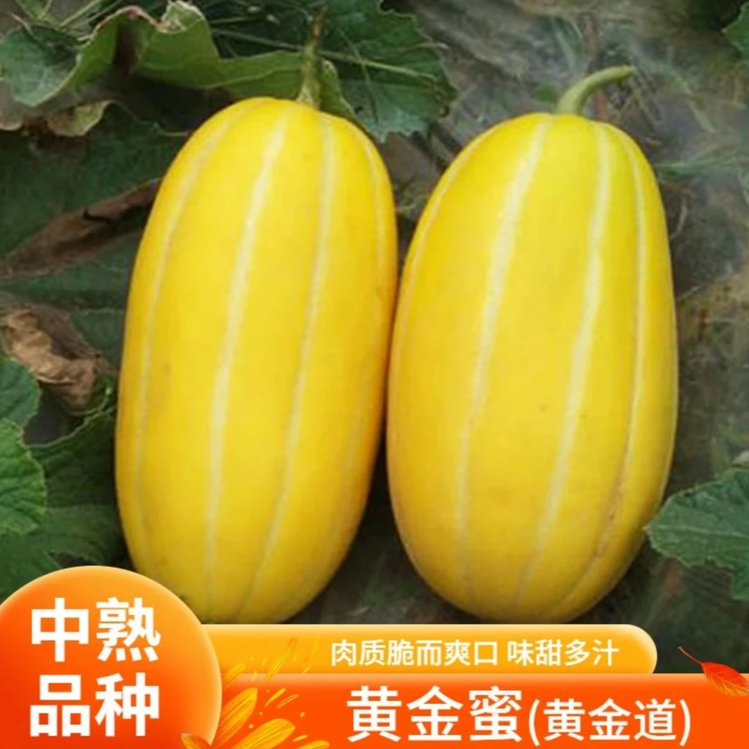 【黄金蜜甜瓜种子】家庭阳台小院盆栽地栽四季种植