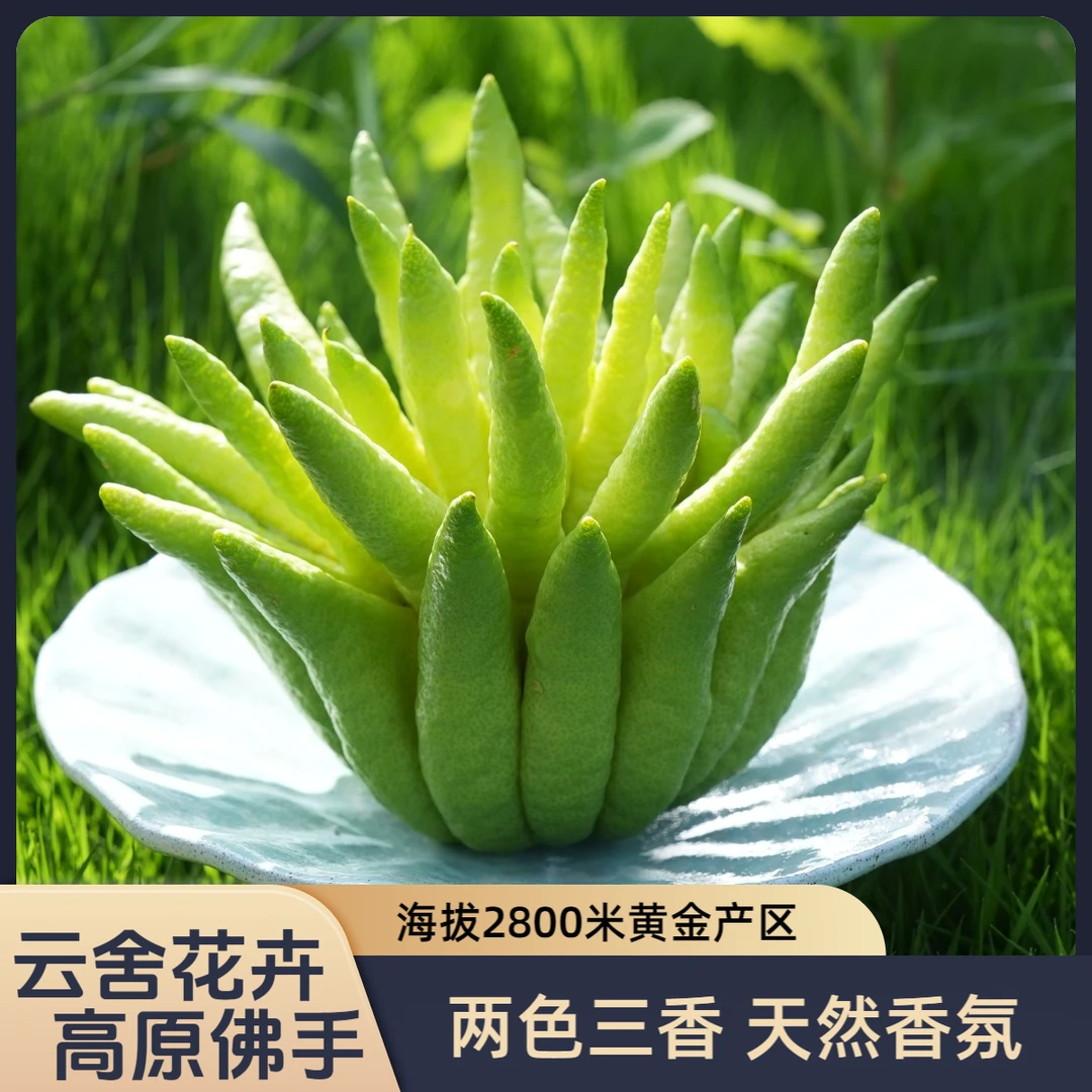 【云舍花卉】鲜切佛手柑700克-900克  可水养