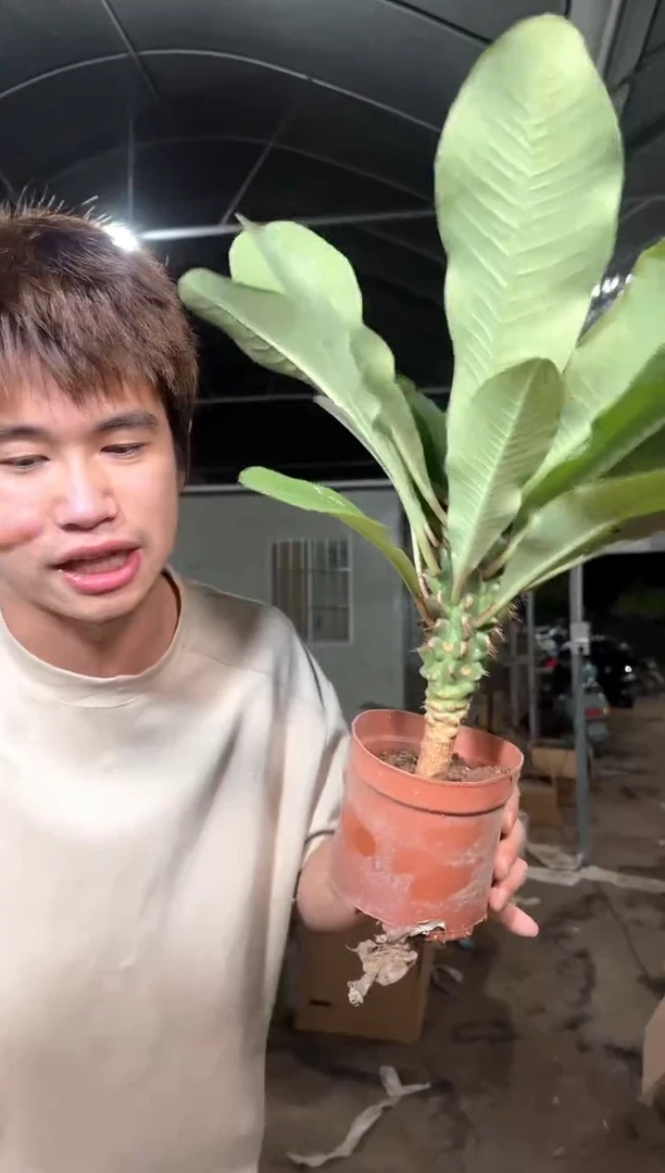 喷火龙 【实生根】
