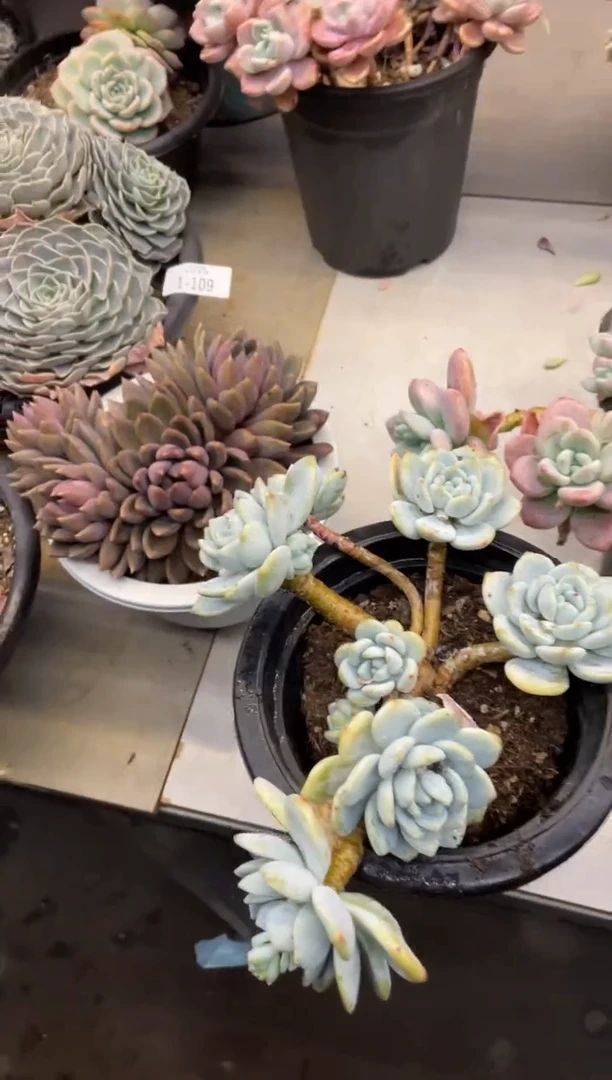 【闪购商品】112冷香