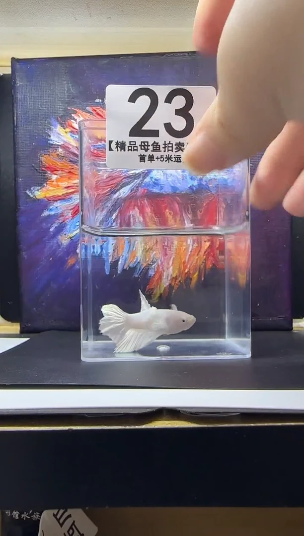斗鱼母鱼编号：23