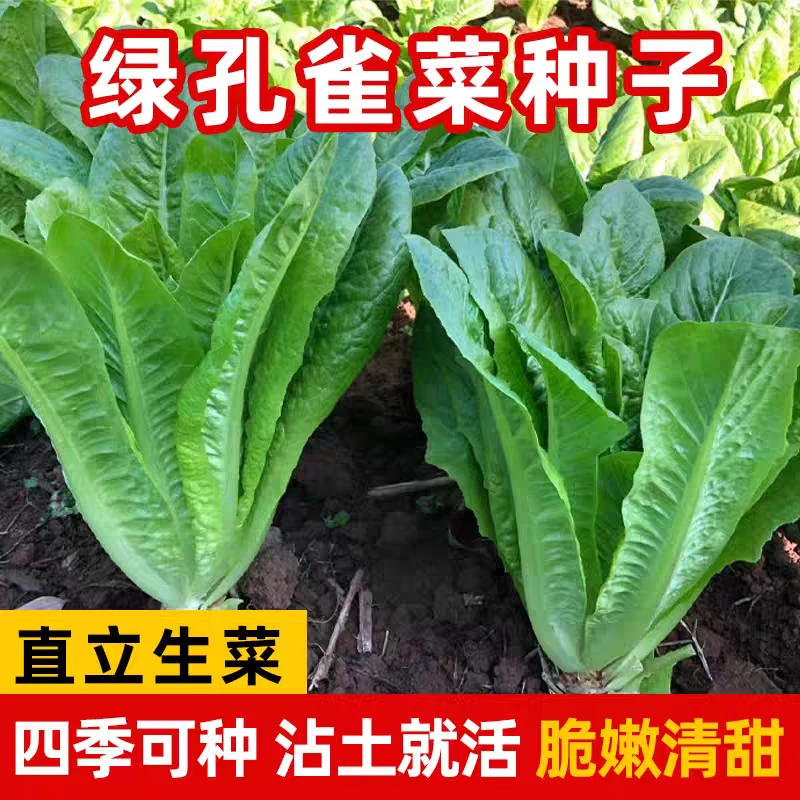 【孔雀沙拉菜种子】直立生菜菜籽青菜小院盆栽地栽四季种植