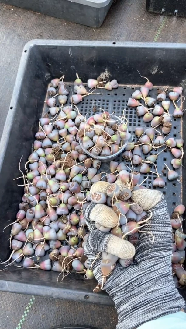 3879特价菊纹章有瑕疵发货30颗量拍