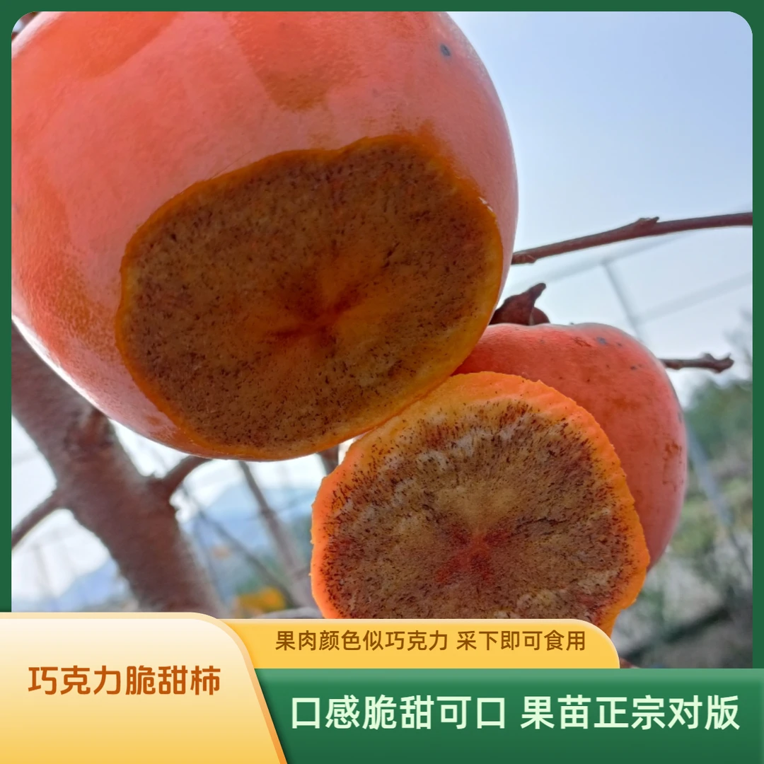 果苗/柿子苗/巧克力柿子苗/脆甜柿子新品种/正宗柿子苗