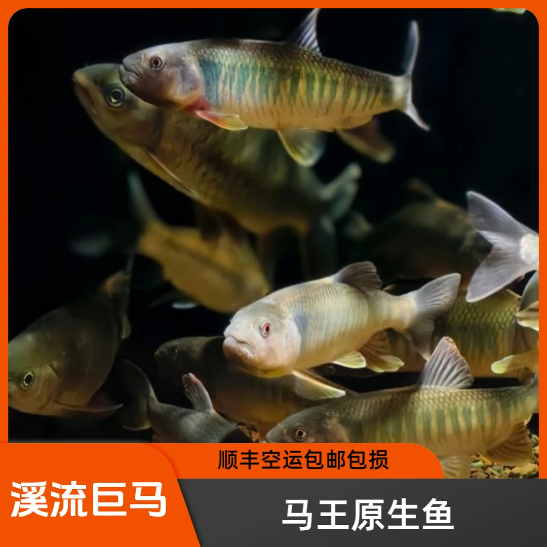 马王原生鱼马口溪流观赏鱼冷水鱼桃花鱼淡水鱼群游鱼马口鱼