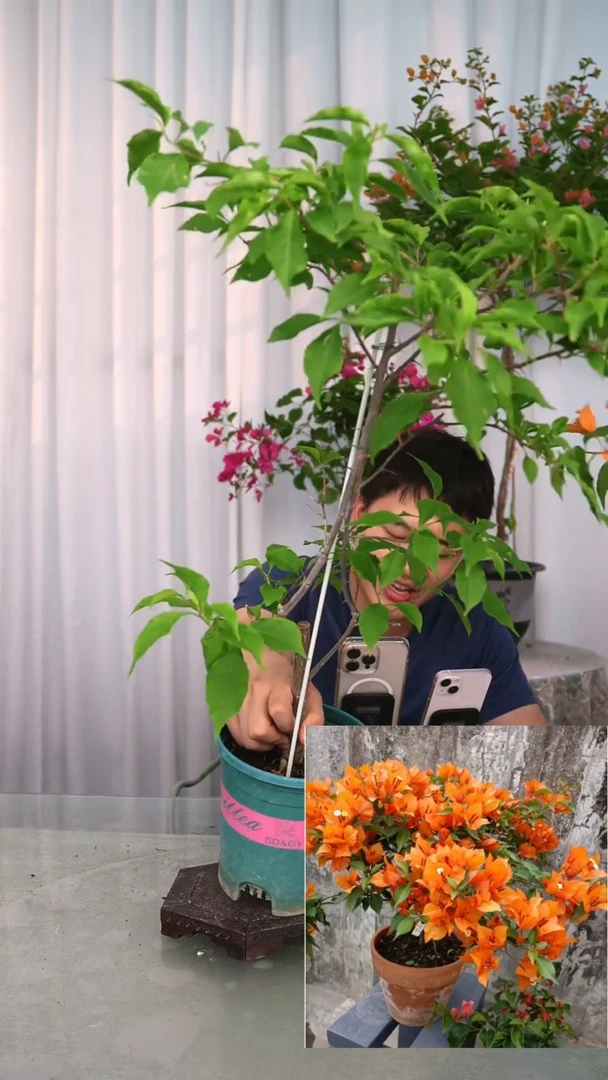 当前无花栽培后可以开花橙桑巴带竹一颗，不带花