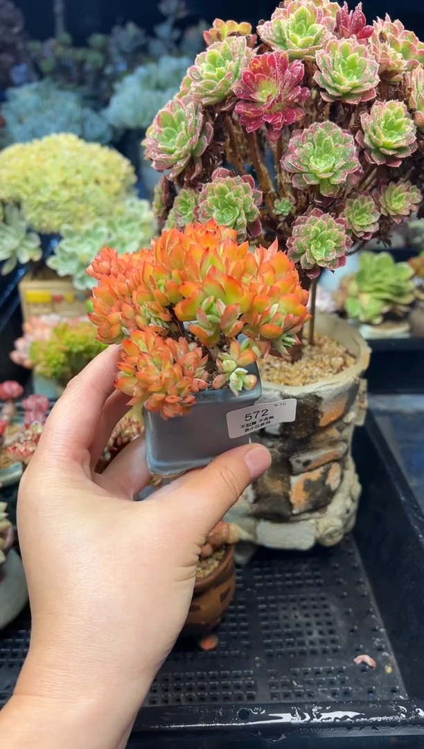 时**走572             不带盆