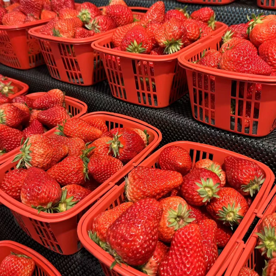 【醴陵同城配送】本地当天现摘红颜草莓一篮2斤湖南