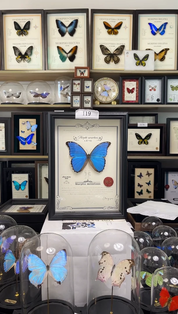 【福利】大蓝闪蝶-A4虫逢艺术款I19