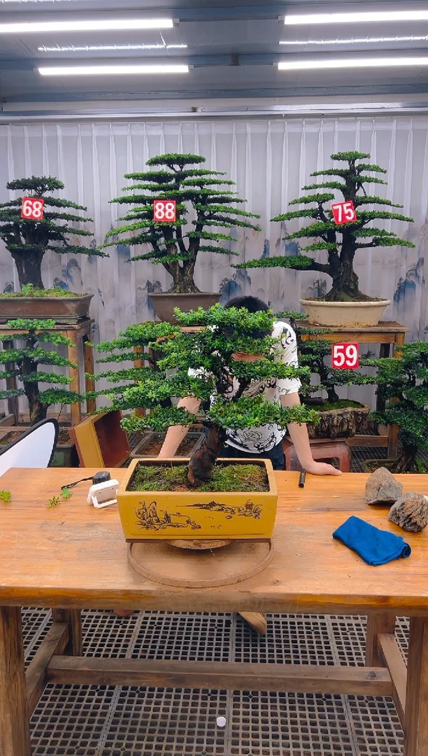 无花朵精品盆景直播间一物一拍