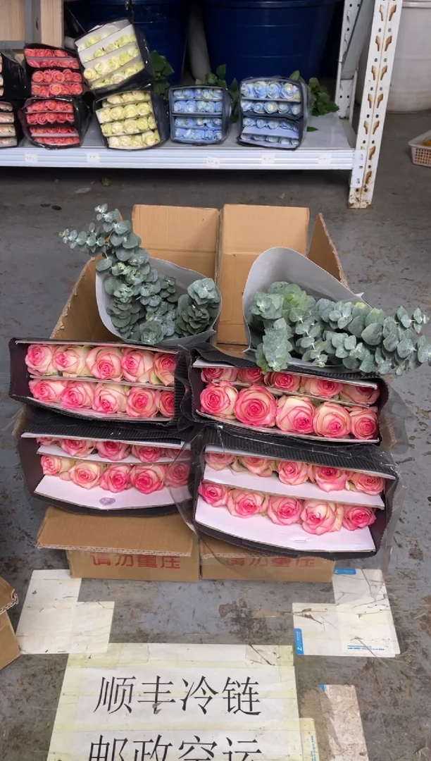 艾沙20枝+尤加利