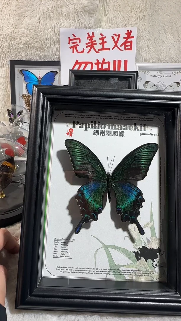 木大绿带8寸相框