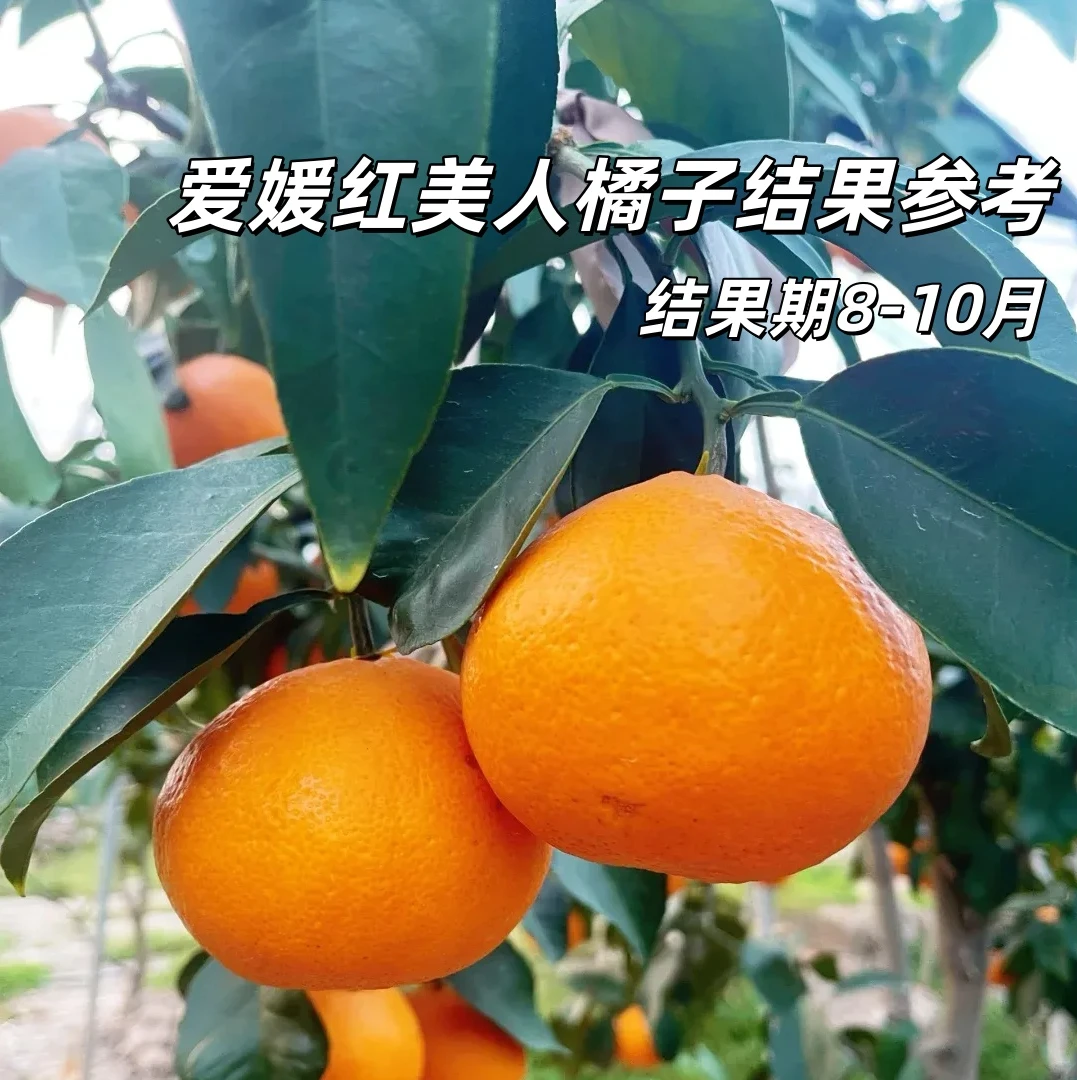 嫁接红美人树苗爱媛28号38号柑桔无核橘子苗嫁接桔子树苗带叶发货