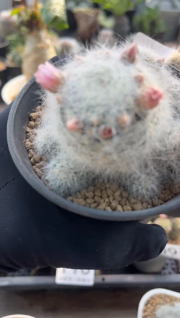 【闪购商品】黑泥专拍