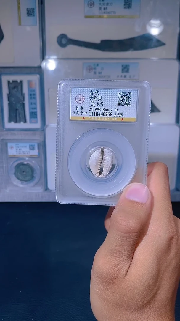 铜琪珍    天然贝    一枚