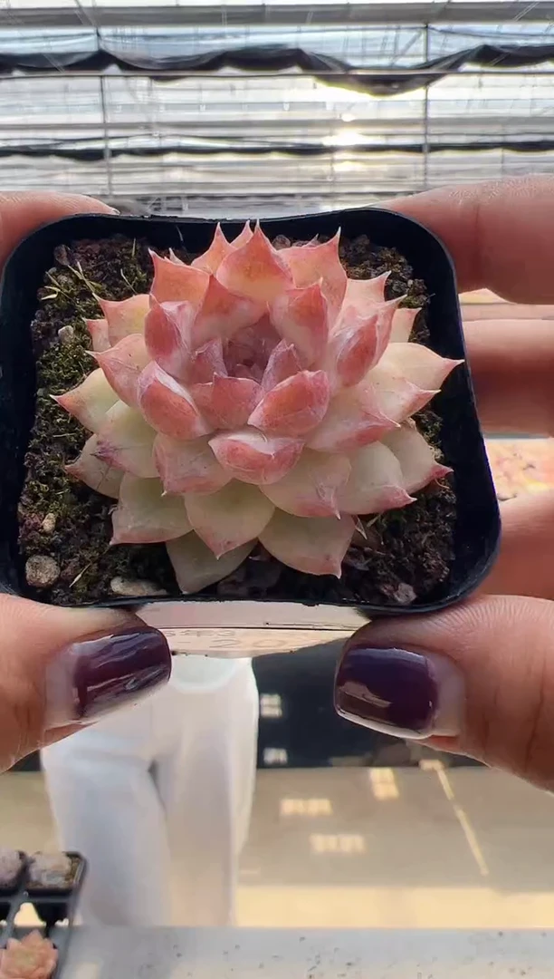 【闪购商品】新款多肉-202