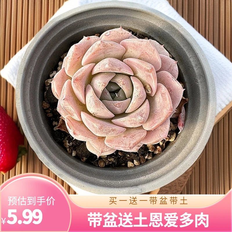 冰魄恩宠  买一送一带盆土（实物以直播展示为准两单包邮）
