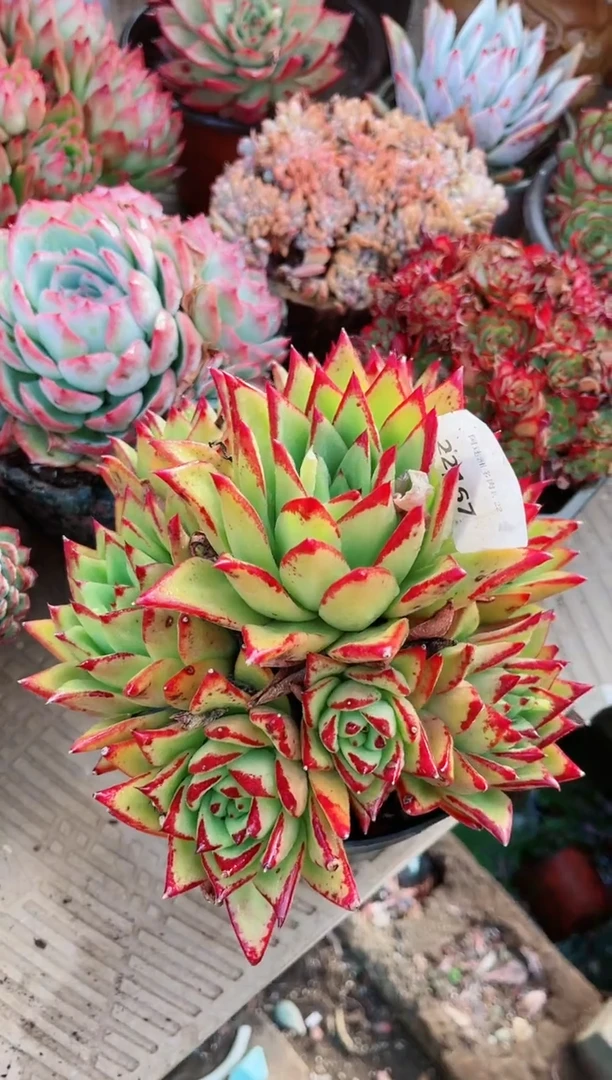 【闪购商品】22167