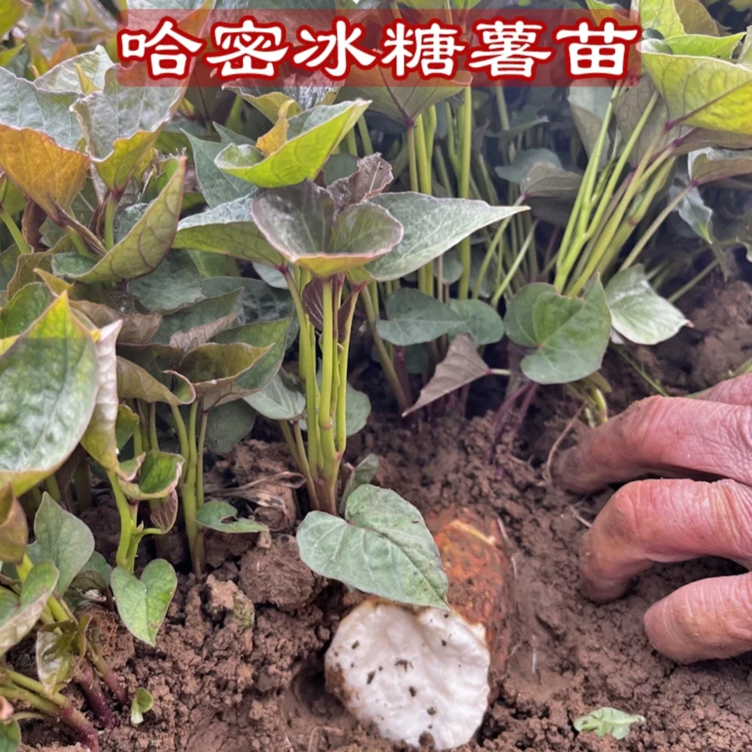 哈密苗蜜薯冰糖心苗白心红心黄心红薯苗紫薯苗地瓜苗培育基地直发