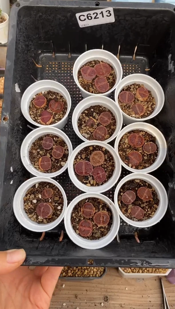 6213直播一物一拍