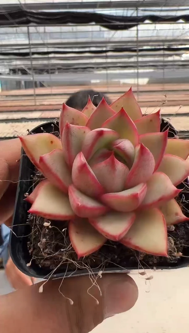 【闪购商品】新款多肉-81