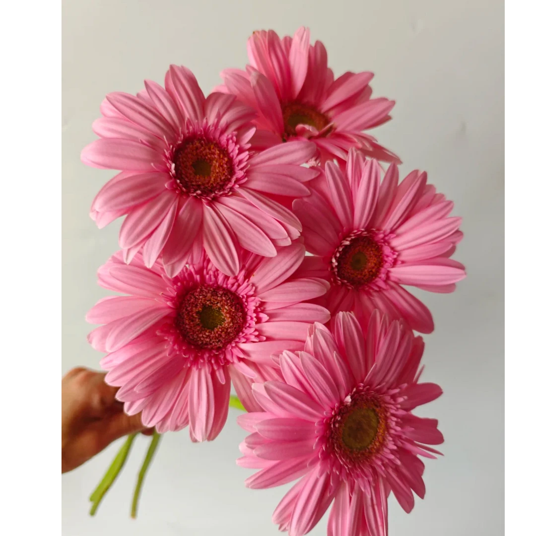 【七礼夫人】蒙特利尔非洲菊 小众稀有品种  云南基地现采直发