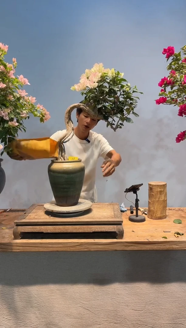全部花朵꧁****?三角梅11