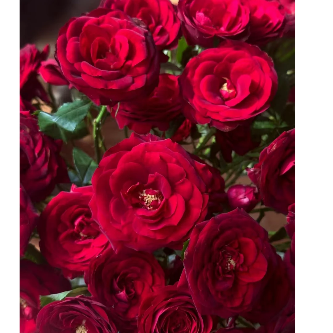 【回眸】玫瑰 2单正价包邮 偏远地区有运费 云南鲜花基地直发