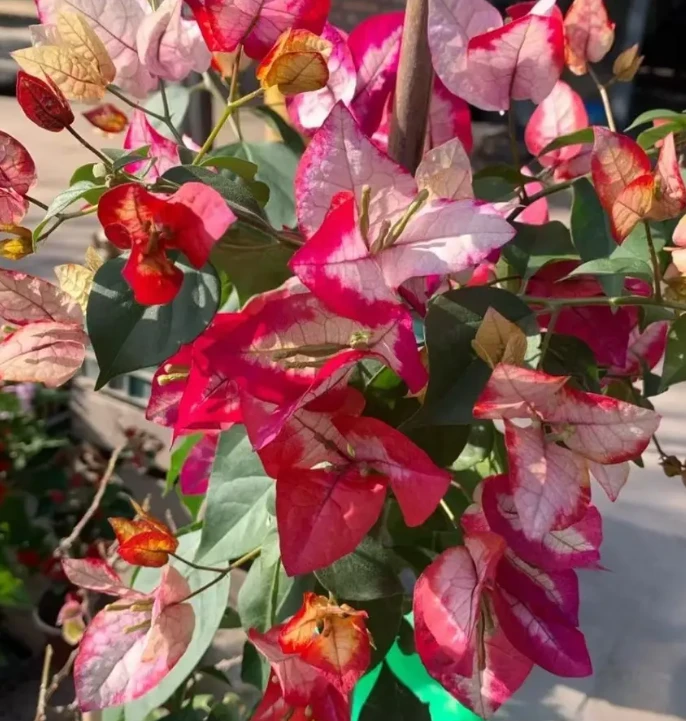 倾城美人三角梅 不带花 不带盆