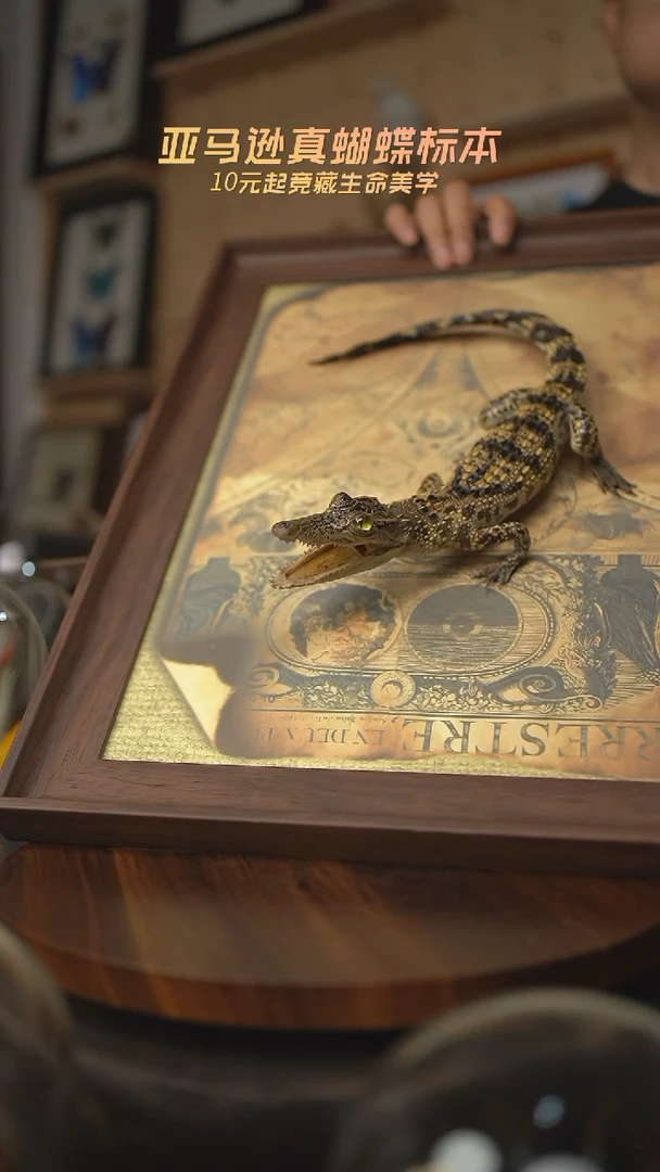 有机玻璃暹罗鳄标本C型尾巴