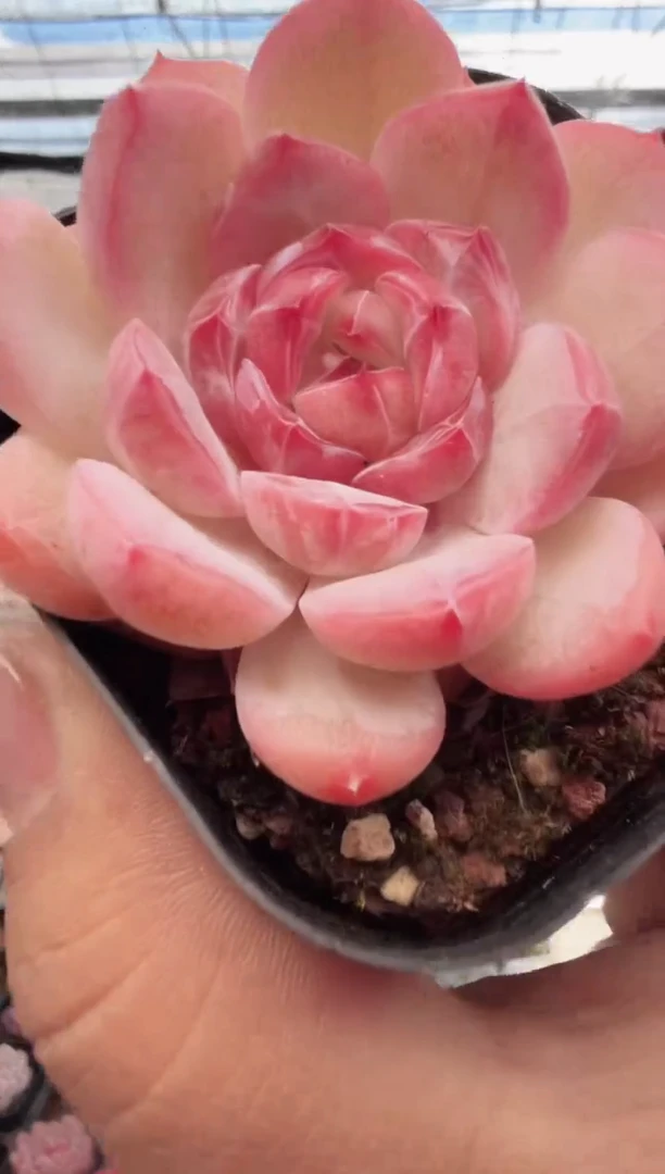 东云多肉园新款-96