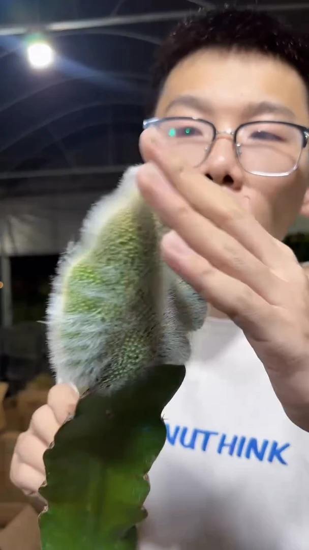 九尾狐 缀化【嫁接】