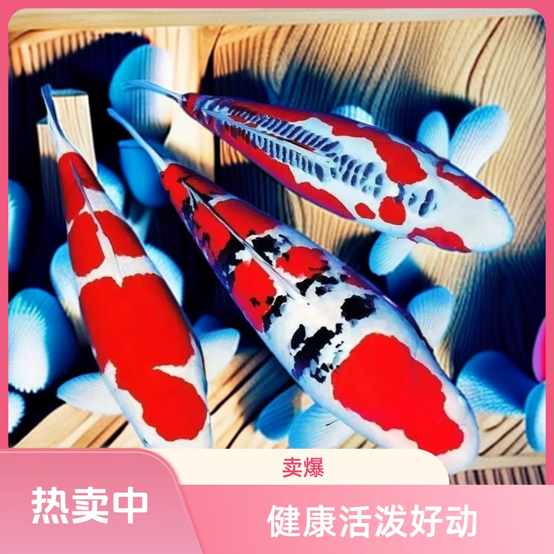 1-100锦鲤观赏鱼活体冷水淡水鱼小型好养易活