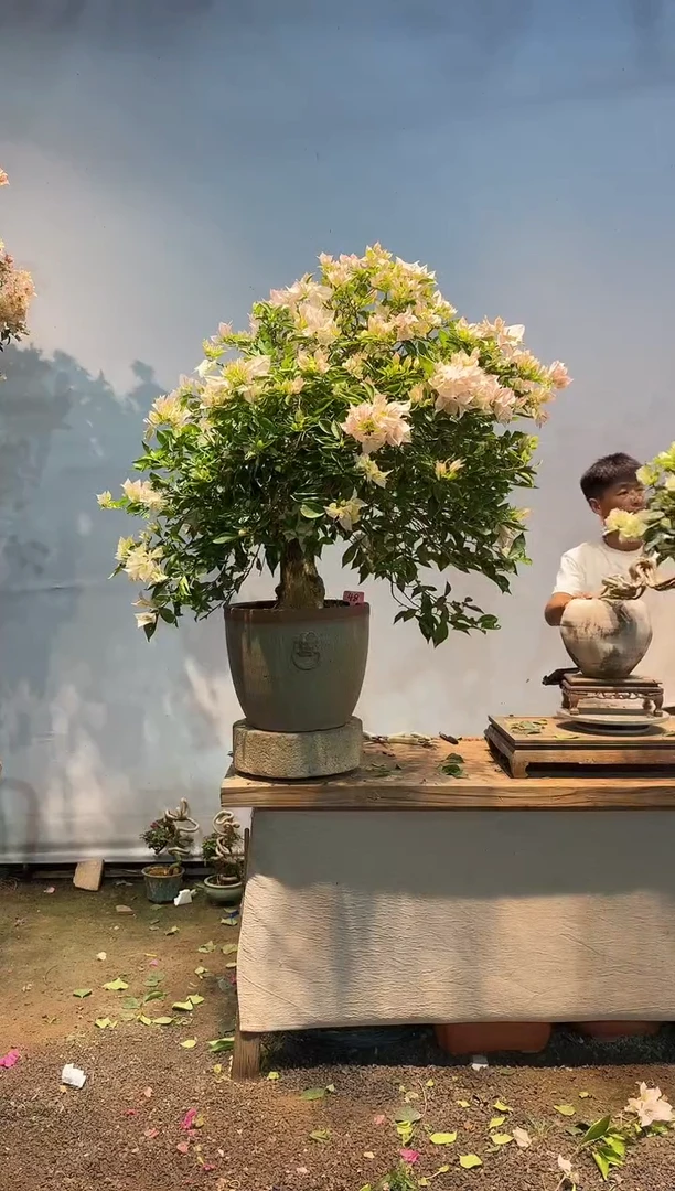 全部花朵T***S三角梅48