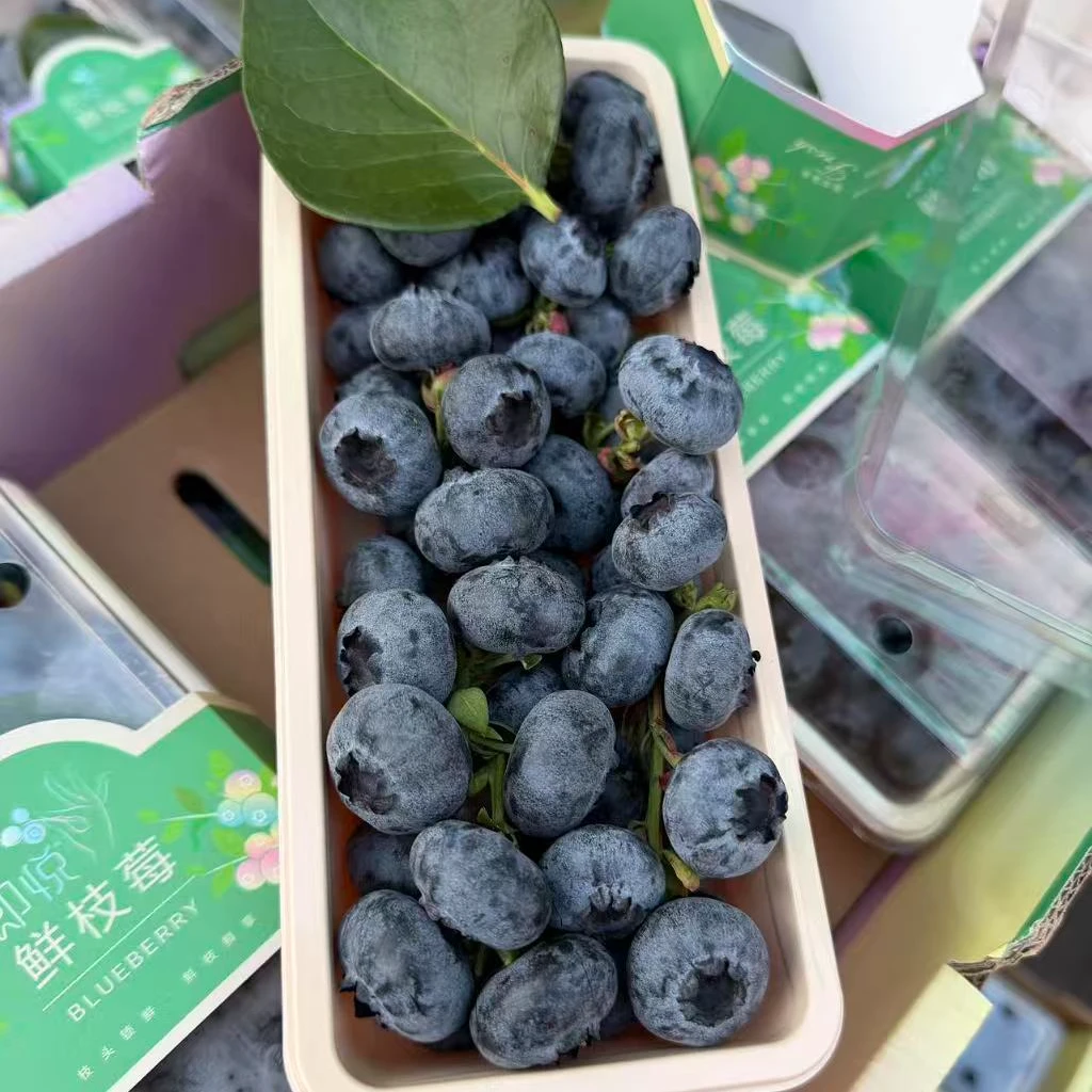 【市场直发】鲜枝莓纯甜蓝莓一盒装云南省
