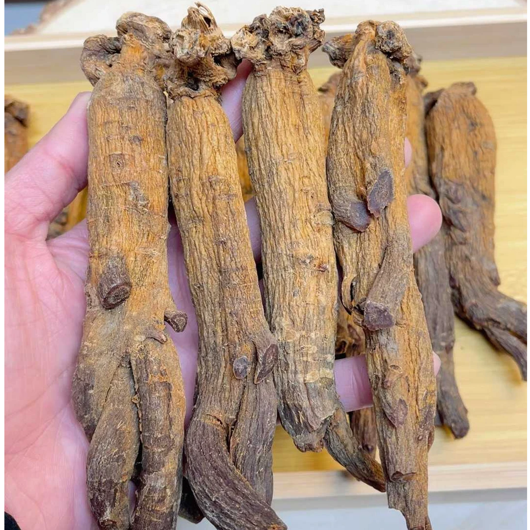 高粒籽一代 大马芽  高年份老红参 通体老纹 收藏级