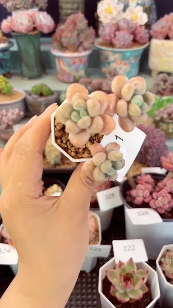 321三头奶酪杂多肉