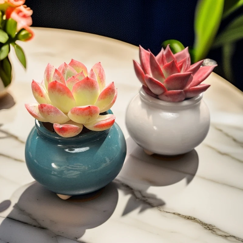 （三）创意陶瓷花盆多肉植物盆（不含肉肉）