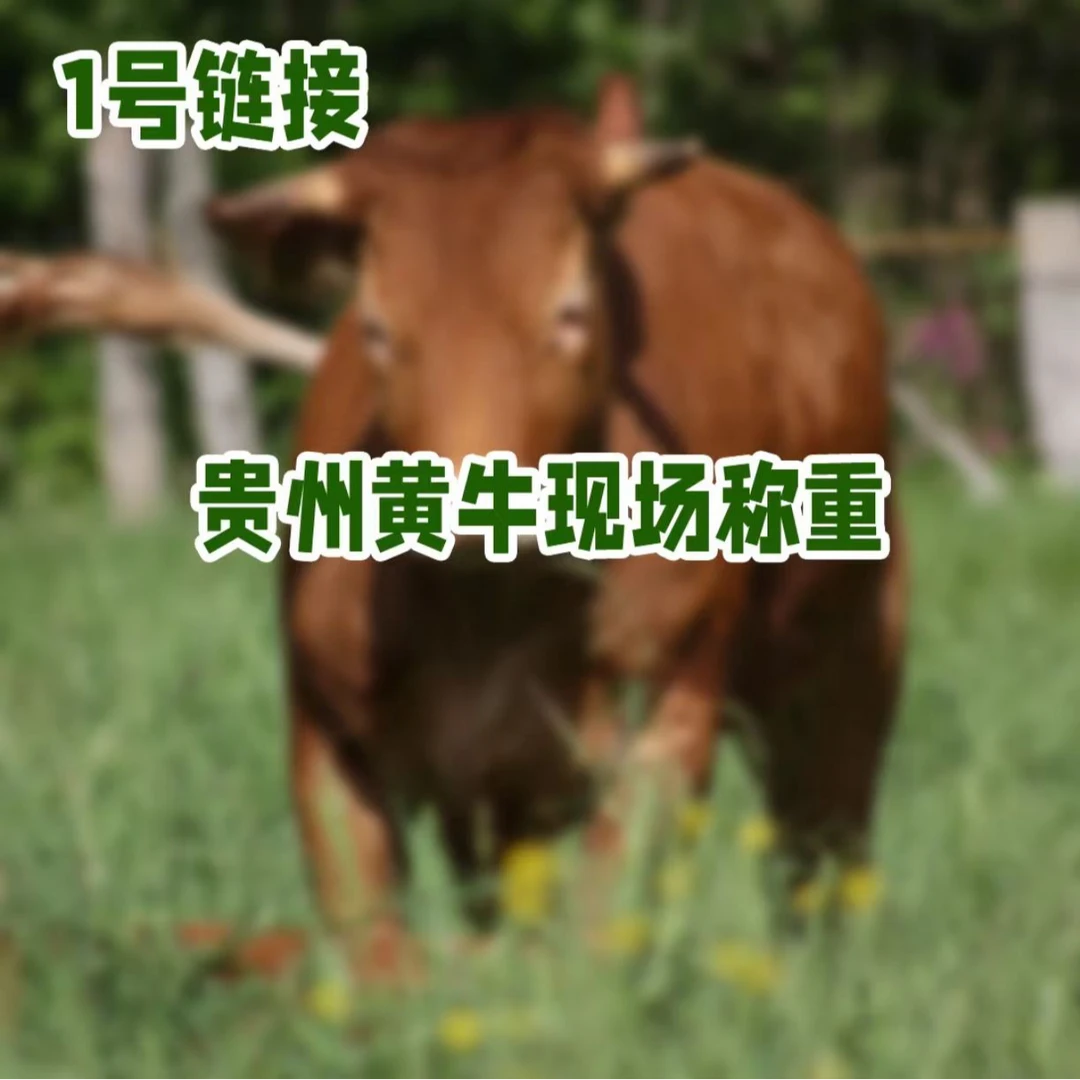 【筋头巴脑】贵州黄牛肉4斤京东冷链包邮送货上门
