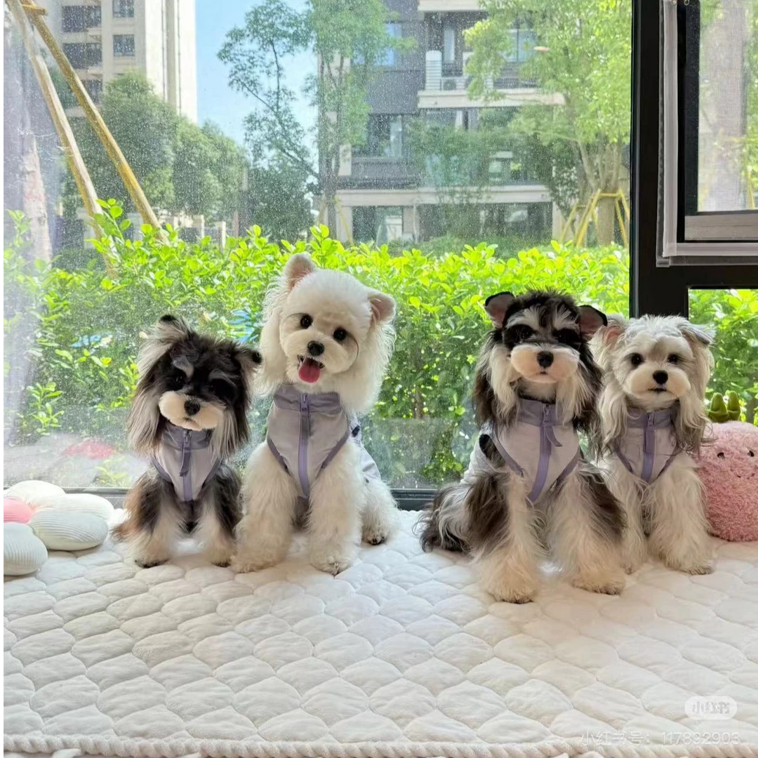 兜有雪纳瑞小型犬雪纳瑞萌宠幼犬宠物活体椒盐色咖啡色雪纳瑞